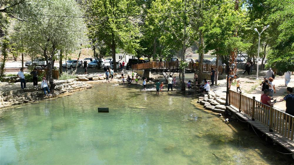 2 Tekir Yeşilgöz
