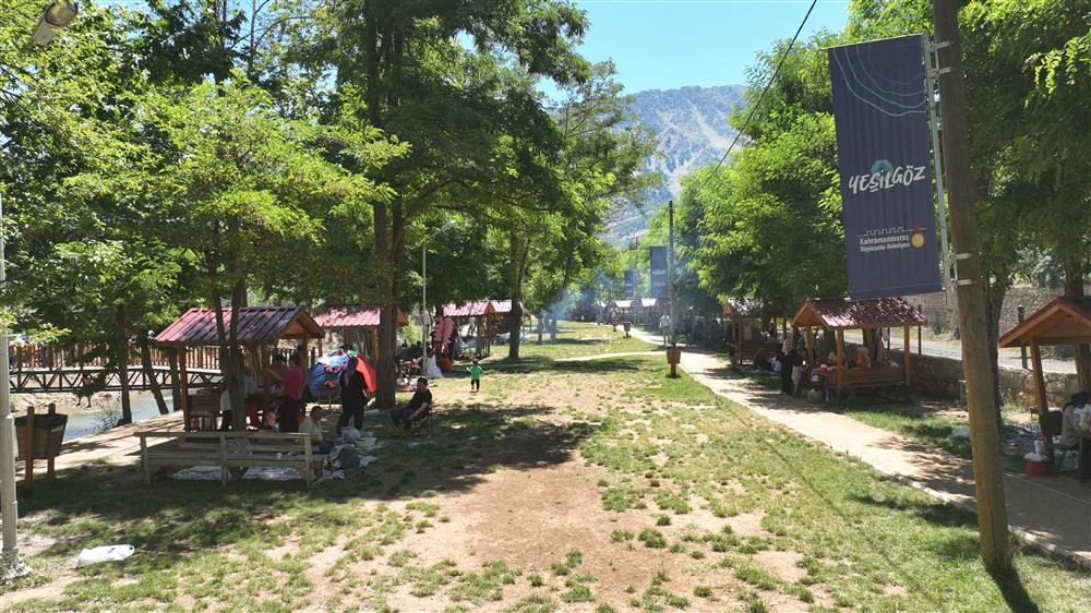 3 Tekir Yeşilgöz